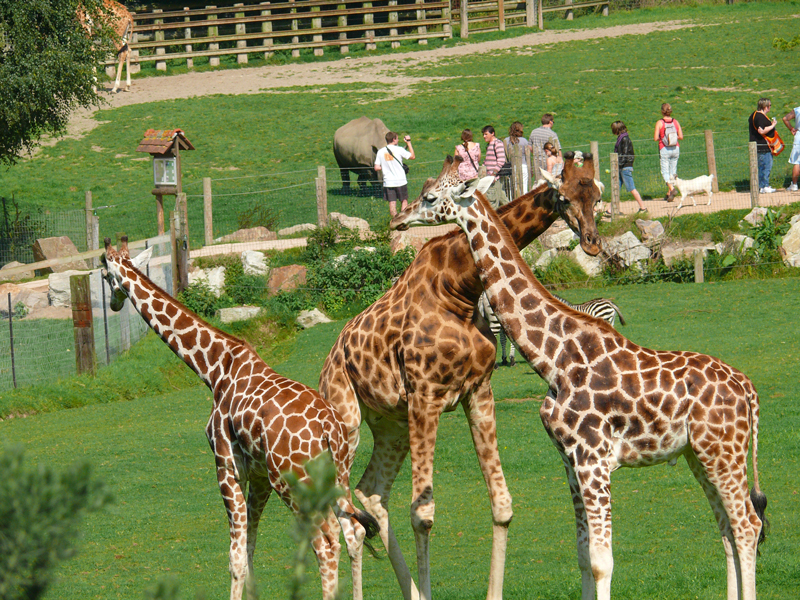 Parc Zoologique Cerza HERMIVAL-LES-VAUX - Office de Tourisme de